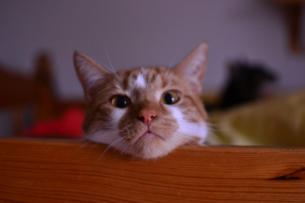 Now go hug your kitty!