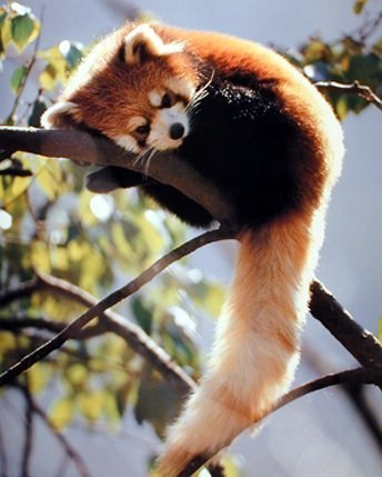 Look at all that fluff!