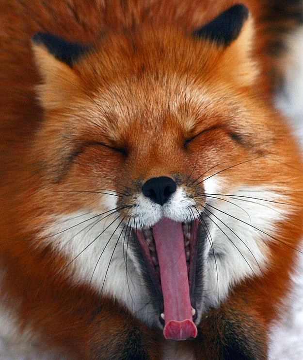 I know you want to say "Aww!" Just do it! I dare you!