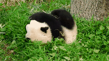 Panda Roly Poly Gif 14 Animals Who've Got A Pretty Sweet Deal Going On