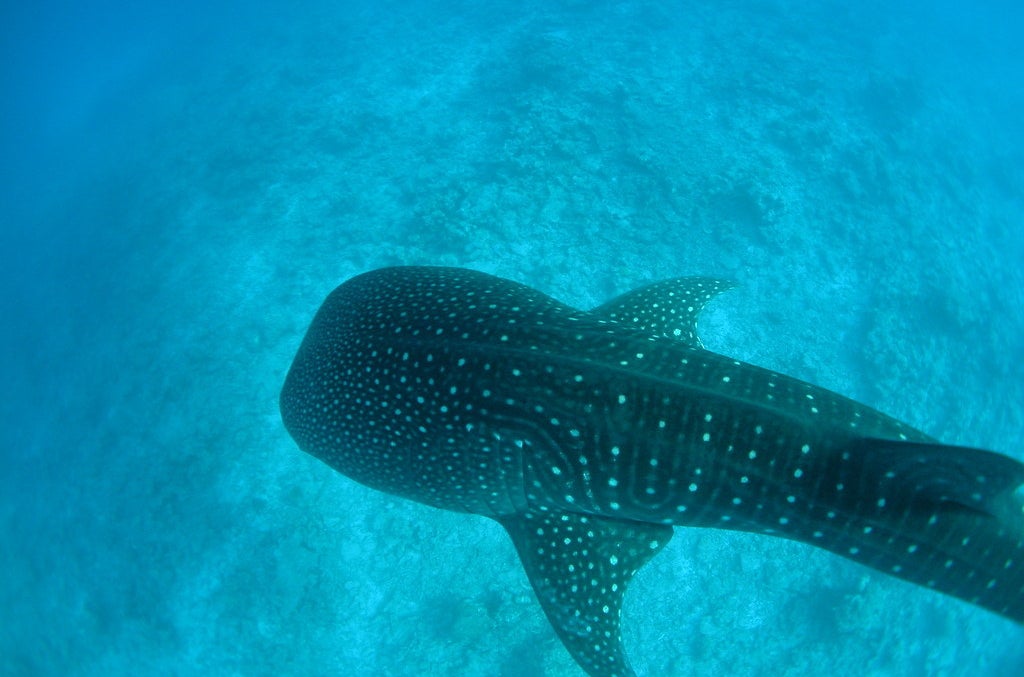 Whale Shark