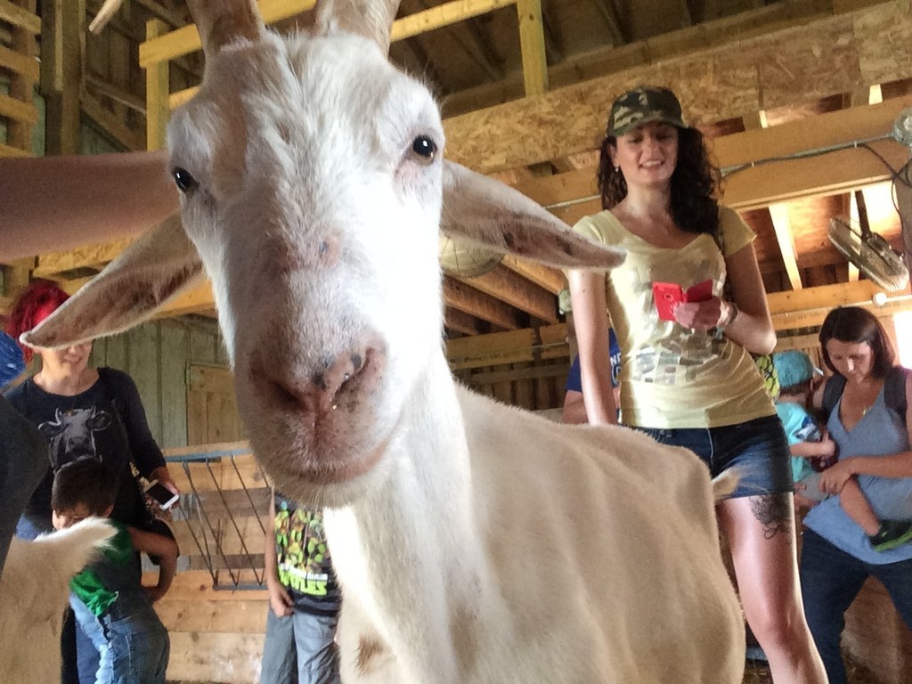 42 Incredibly Moving Things You See At Farm Sanctuary