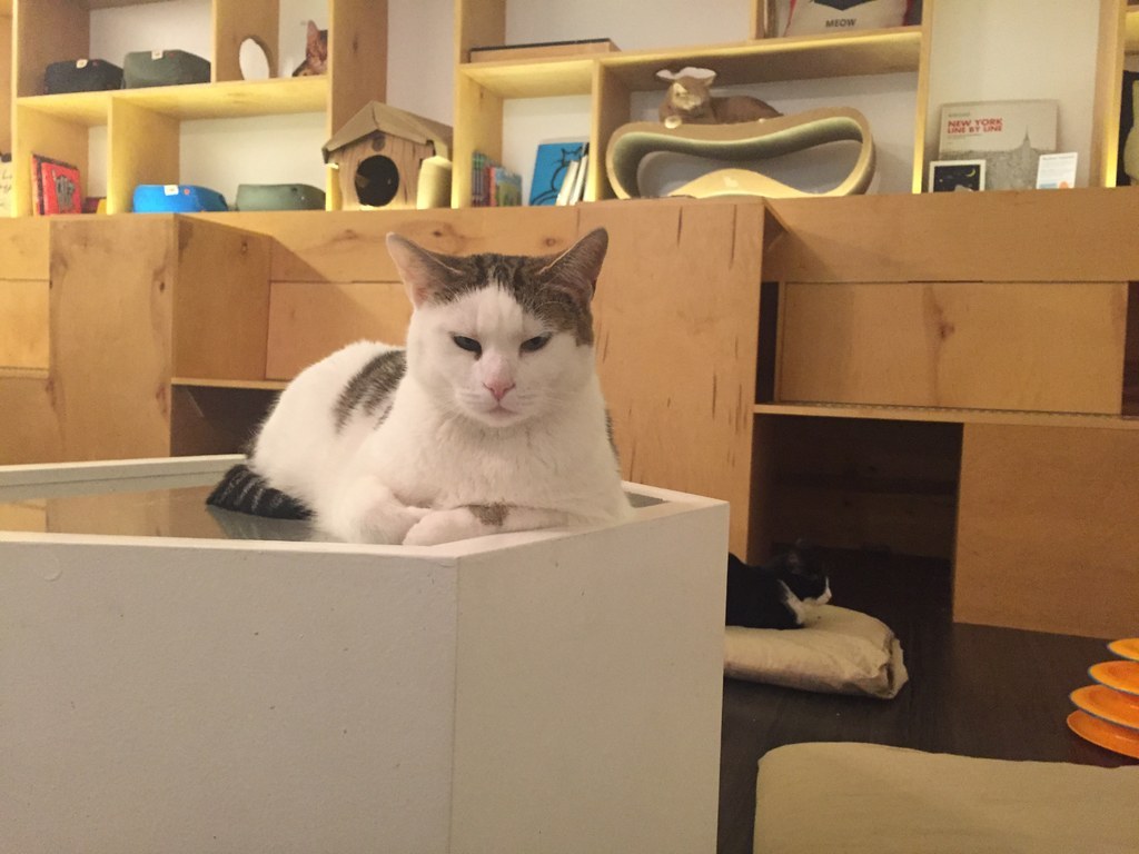 I Went To A Cat Cafe And I Hate Cats