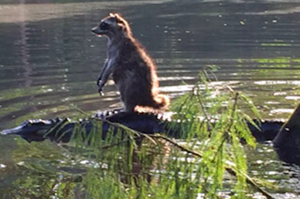 Animals Riding Alligators A Guy Just Took An Amazing Picture Of A Raccoon Riding An Alligator