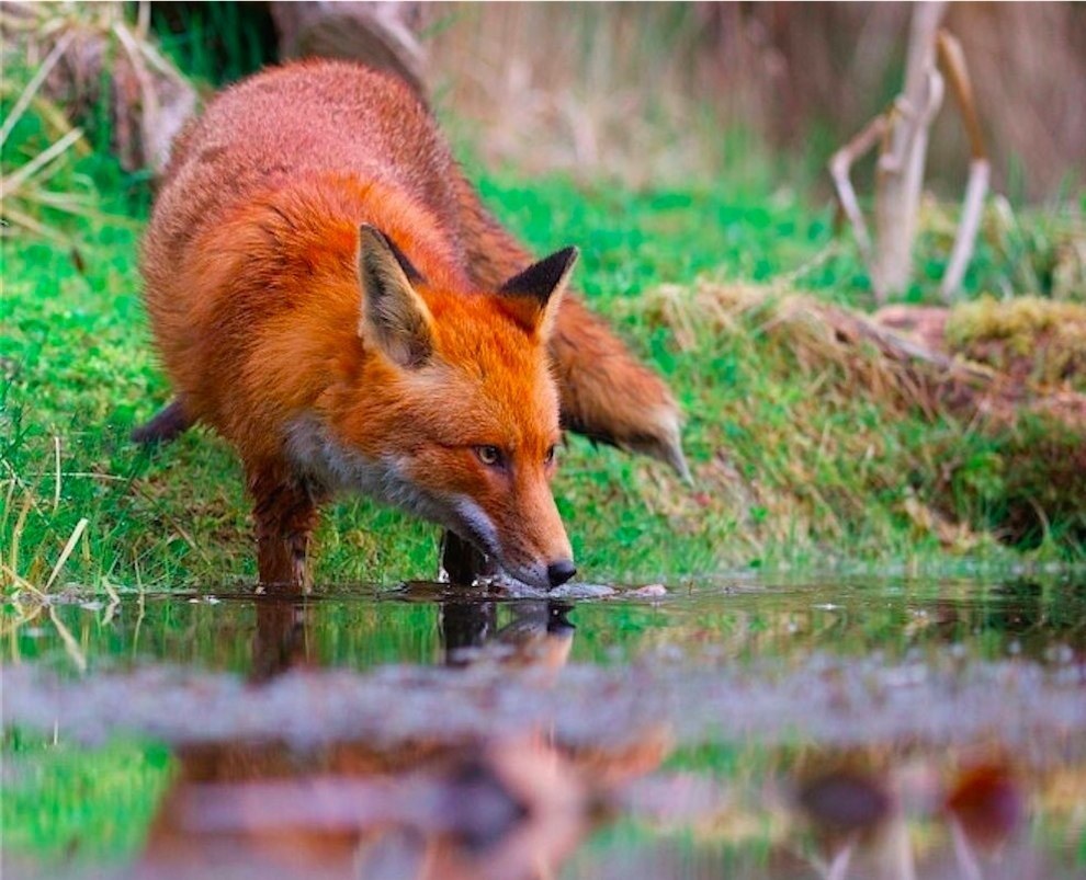 Fox hunting. Фокс Хантинг. Спинин Hunter Fox. Vulpea. P Renard.