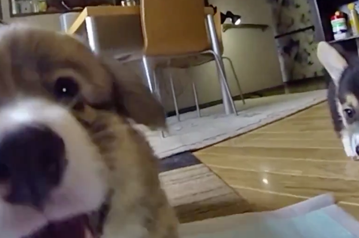 Instantly Improve Your Day By Watching A Bunch Of Corgi Puppies Chase A ...