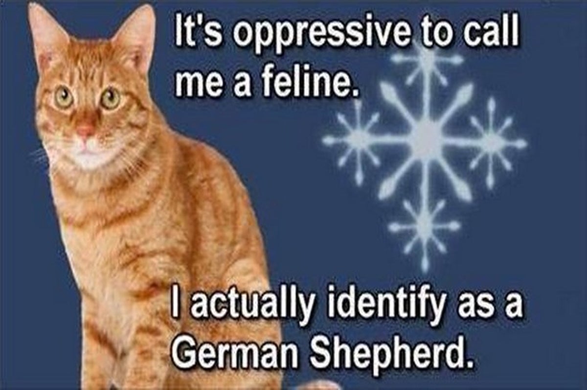 Cory Bernardi Possibly Just Compared Transgender People To A Cat  Identifying As A Dog