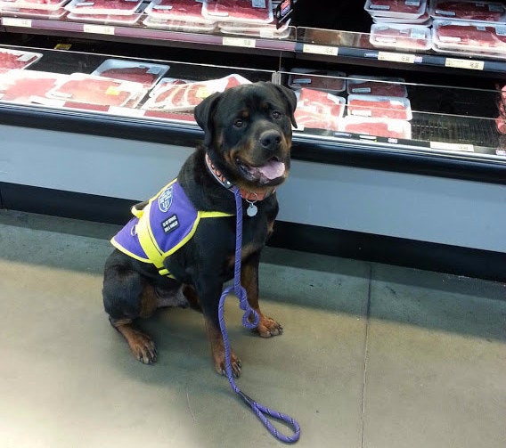 Autistic Rottweilers An Autistic Woman Has Bravely Shared A Video Of Her Dog Comforting Her ...