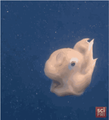 Este Pulpo Es Tu Nuevo Animal Favorito