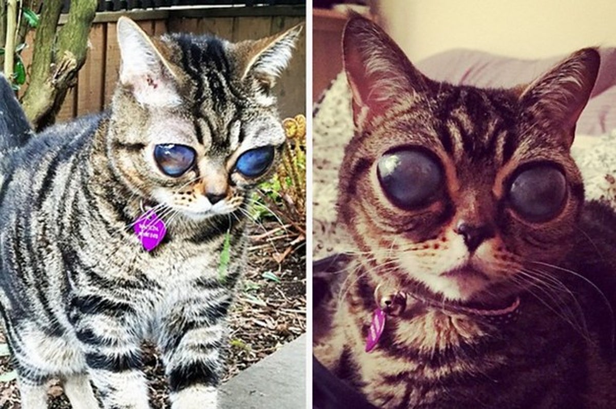 Voici Matilda Le Chat Aux Yeux D Alien Qui Est Devenu Une Sensation Sur Internet