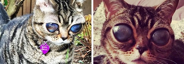 Voici Matilda Le Chat Aux Yeux D Alien Qui Est Devenu Une Sensation Sur Internet