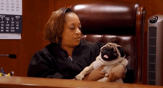 This Blind Pug Brings A Smile To The Judge's Bench