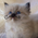 Mustache Cat's avatar
