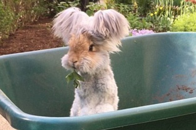 this-angora-bunny-has-the-best-hair-game-on-insta-2-17813-1433259962-8_dblbig.jpg