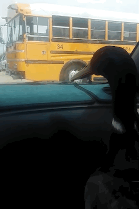 This Pet Duck Freaks Out When His Young Owner Gets Out Of School