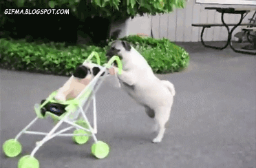 Pug pushing a pram with a plushie pug in