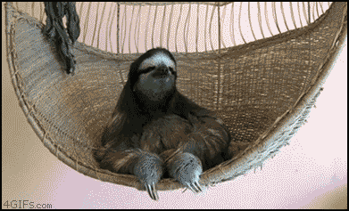 Sassy sloth
