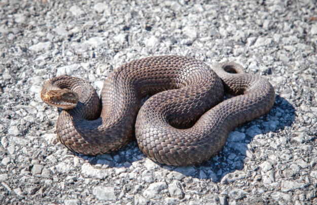 Can You Guess Which Is The Bitey End Of A Snake?