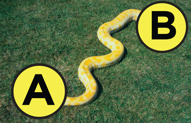 Can You Guess Which Is The Bitey End Of A Snake?