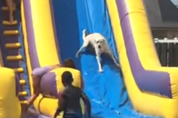 https://img.buzzfeed.com/buzzfeed-static/static/2015-06/22/15/campaign_images/webdr05/watch-this-happy-dog-have-a-blast-on-a-water-slide-2-4824-1435000904-7_dblbig.jpg
