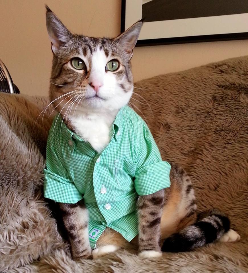 15 Wardrobe Tips From The Most Stylish Cat