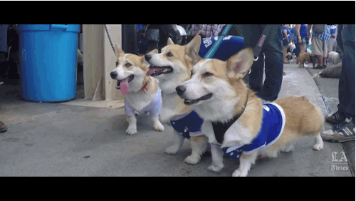 On this day, Dodger Stadium goes to the dogs - Los Angeles Times