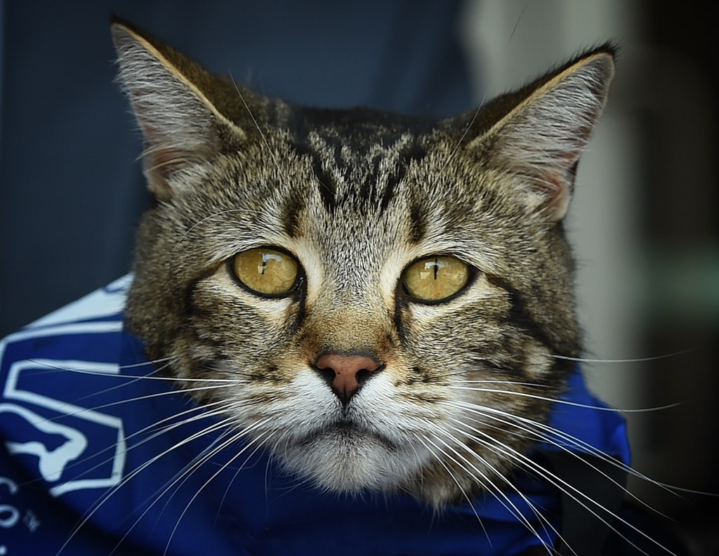 cat seahawks jersey