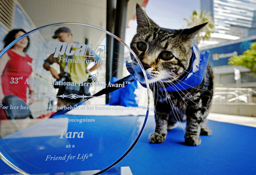 The Cat Who Fought Off A Dog To Save An Autistic Boy Just Won The