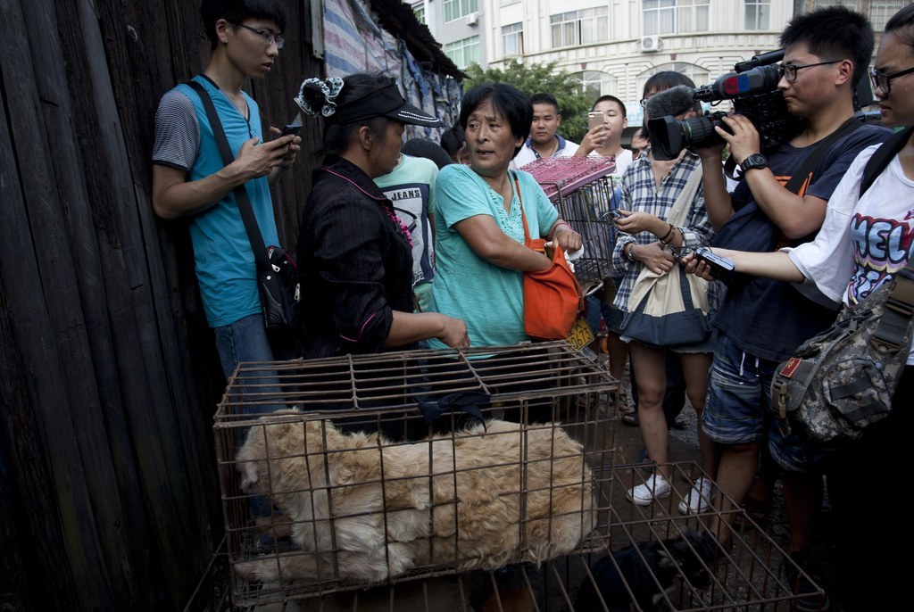 This Chinese Woman Adopted Scores Of Cats And Dogs To Save Them From ...