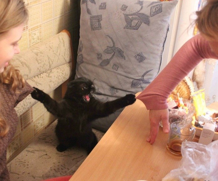 Y estos tontos humanos aún no aprenden la palabra en gato para "heroína".