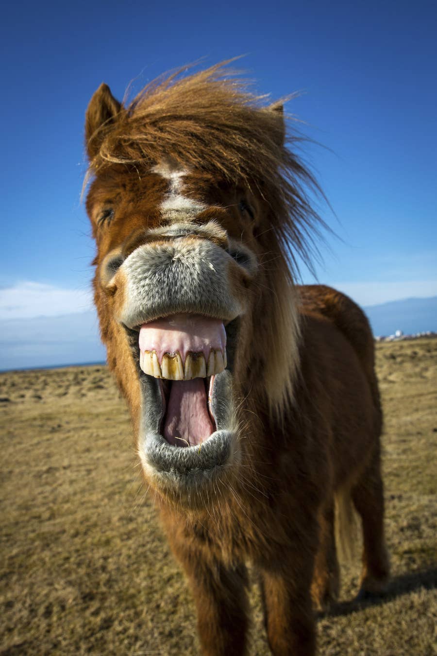 21 Reasons Horses Are Absolutely Terrifying