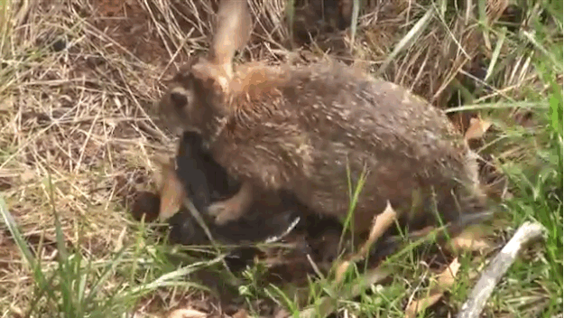 mother rabbit attacking babies