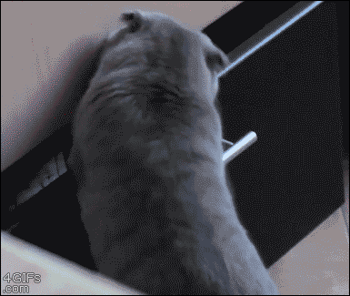 Caught red-handed. Or red-pawed, to be more accurate.
