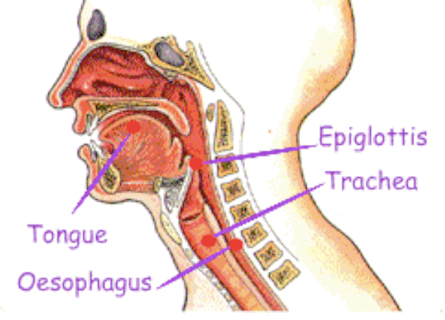 Whenever you swallow food, a flap of tissue called the epiglottis covers your windpipe (trachea) so that food goes down your foodpipe (esophagus) to get to your stomach. Choking happens when the epiglottis messes up and food gets in your windpipe, wrote Held. But human babies and other mammals have an epiglottis that is all the way up in the back of their mouths. Their larynx (voice box) is also all the way up, allowing them to breathe and eat at the same time (which we can't do). But this also means that they don't have the vocal ability to speak.