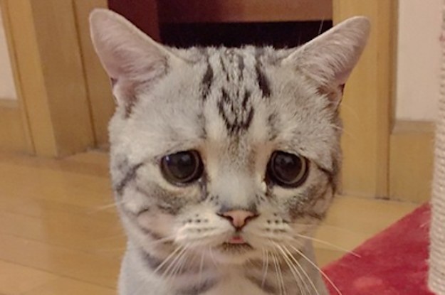 This May Be This Cutest, Saddest Cat Ever