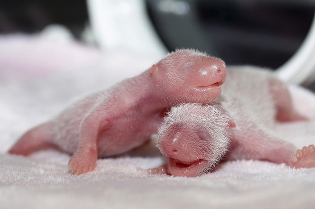 Two Giant Panda Twins Have Been Born In China And They Are Extremely Cute