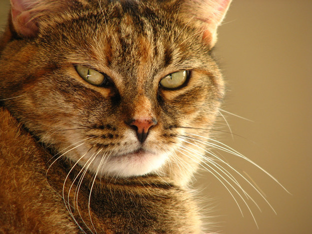 You didn't pay your cat proper tidings as your Supreme Ruler