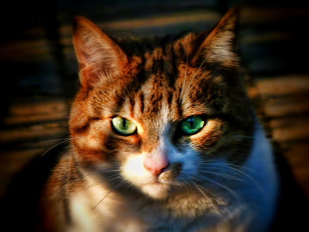 You made direct eye contact with your cat so now you'll die