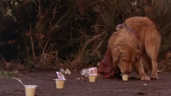 can dogs eat pudding like air bud