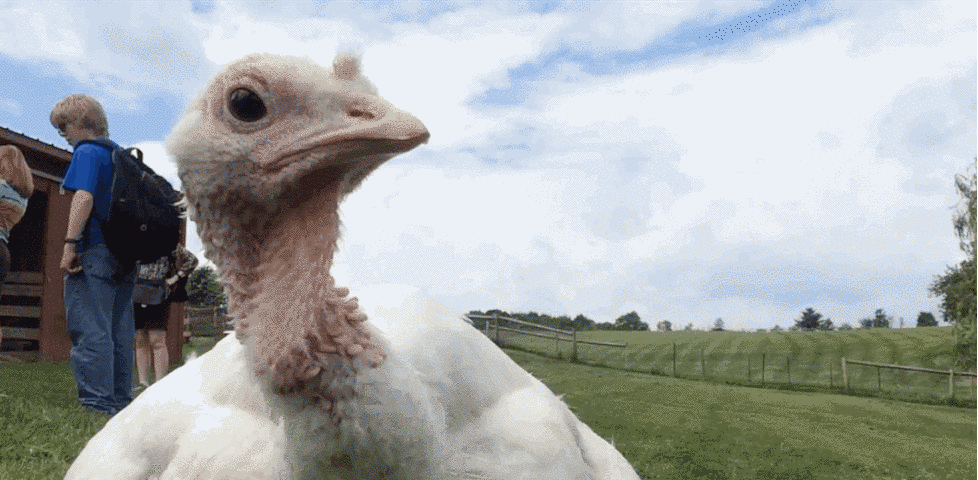Krstoff was among 24 baby turkeys left at the gate of the Watkins Glen Farm Sanctuary one morning. Their specific history is unknown, but it is clear from their shorn beaks and dire physical state that they came from a factory farm. Their shorn beaks are a product of suffering "de-beaking," a horrible procedure in which a human amputates the nerve-filled beak of the bird. Kristoff now gets to roam the farm with other turkeys, where his playful and curious demeanor is celebrated!
