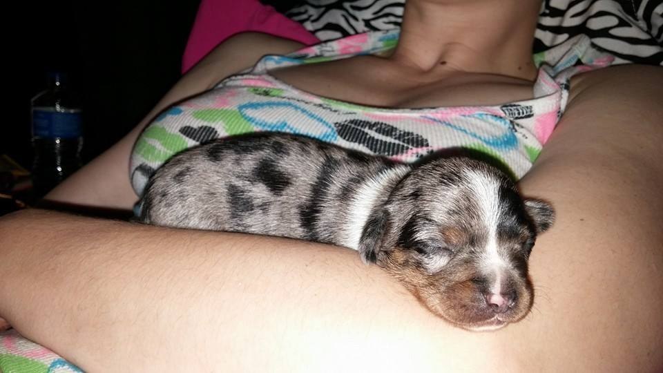 "We are against breeding due to the overpopulation of shelters and rescues all around the world. But Bubbles is probably our best mistake ever," they told BuzzFeed.