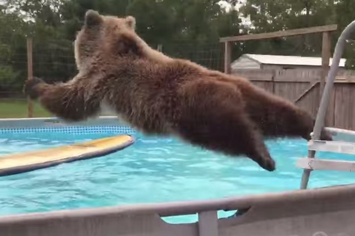 grizzly bear jumping