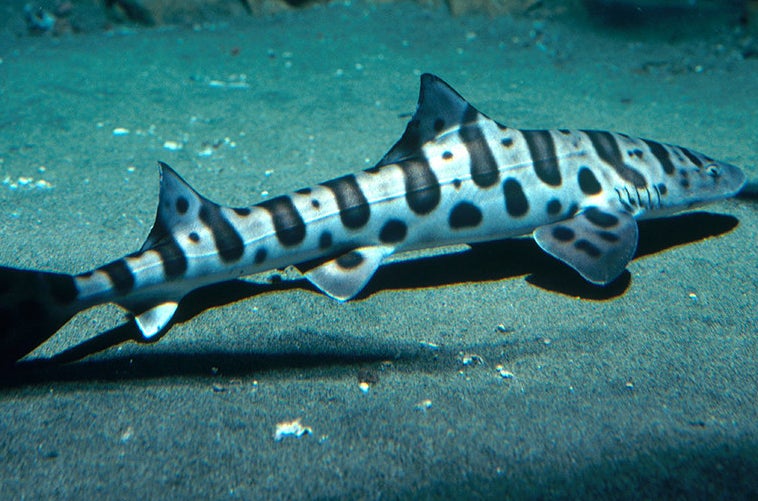 Leopard Shark