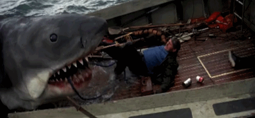 Shark