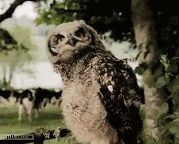 Owl