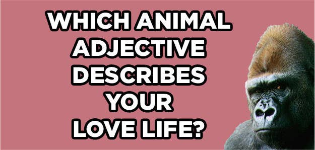 Which Animal Matches Your Personality? Which Animal Matches Your Personality?