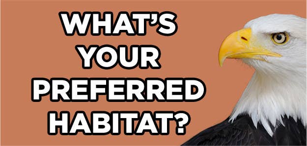 Which Animal Matches Your Personality? Which Animal Matches Your Personality?