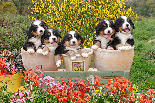 You might just go at it and plant a whole garden with these. They sure look magnificent!