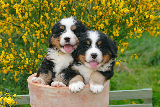 You can try planting more than one of these adorable canine greens in one container. Just make sure the pot is big enough.