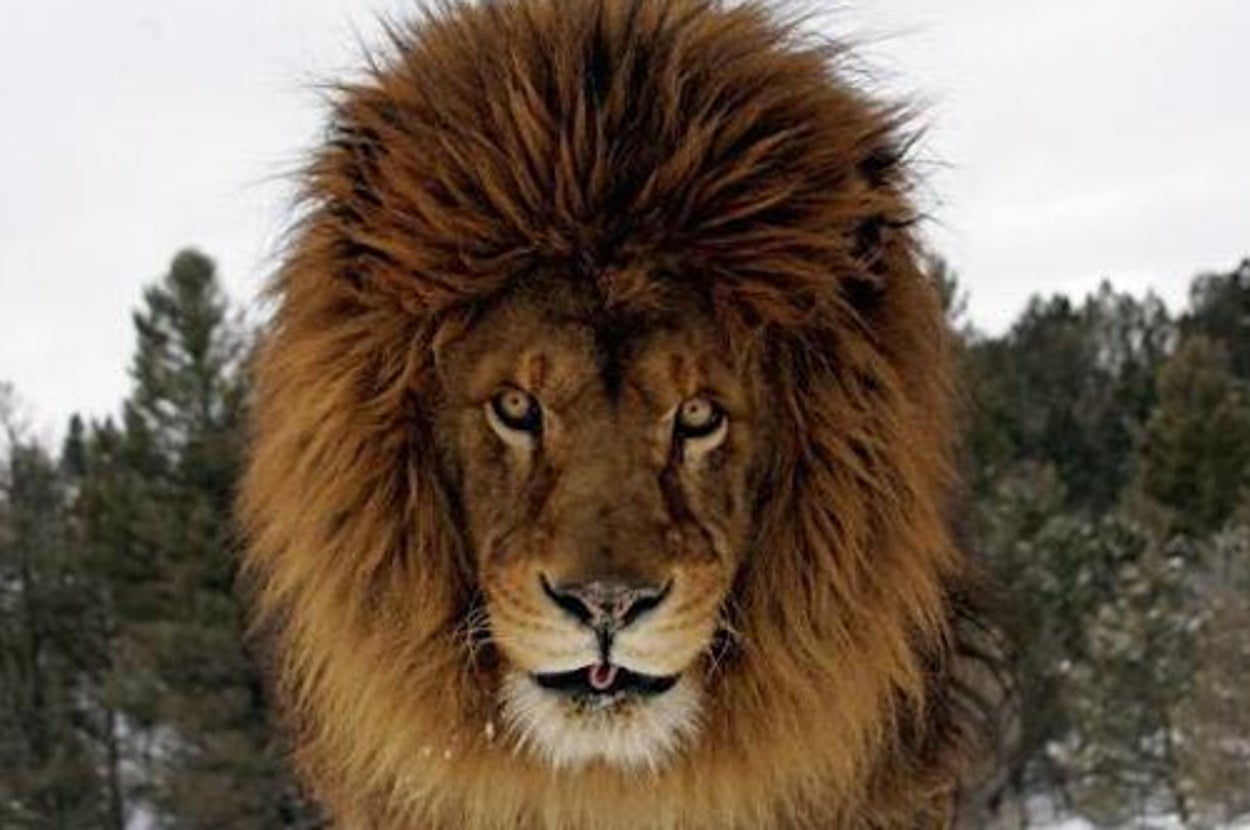 Authenticity Animal You Have One Animal That Matches Your Personality, This Test Will Prove It